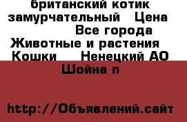 британский котик замурчательный › Цена ­ 12 000 - Все города Животные и растения » Кошки   . Ненецкий АО,Шойна п.